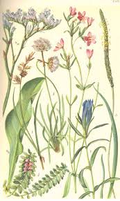 Attēlu rezultāti vaicājumam “Armeria vulgaris leaf”