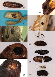 Attēlu rezultāti vaicājumam “Aporia crataegi pupa”