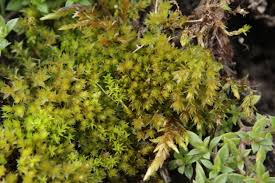 Attēlu rezultāti vaicājumam “Bryum rubens”