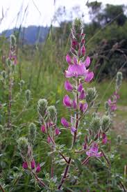 Attēlu rezultāti vaicājumam “Ononis arvensis”