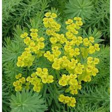 Image result for Wolfsmilch