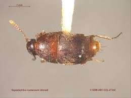 Attēlu rezultāti vaicājumam “Sepedophilus sp.”