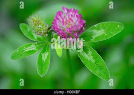 Attēlu rezultāti vaicājumam “Trifolium medium bud”