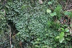 Attēlu rezultāti vaicājumam “Calypogeia azurea”