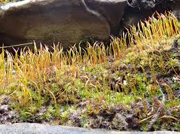 Attēlu rezultāti vaicājumam “Tortula lingulata macro”