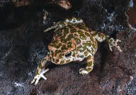 Attēlu rezultāti vaicājumam “Pseudepidalea viridis”