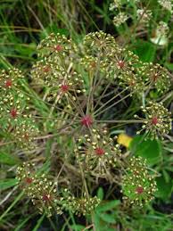 Attēlu rezultāti vaicājumam “Cicuta virosa flower”