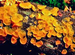 Attēlu rezultāti vaicājumam “Dacrymyces stillatus”