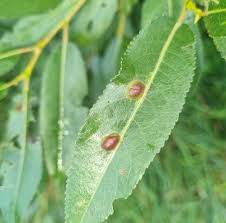 Attēlu rezultāti vaicājumam “Pontania proxima”