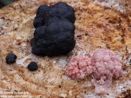 Attēlu rezultāti vaicājumam “Amaurochaete atra”