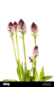 Attēlu rezultāti vaicājumam “Orchis ustulata”