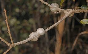 Attēlu rezultāti vaicājumam “gall”