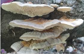 Attēlu rezultāti vaicājumam “Lenzites betulina”