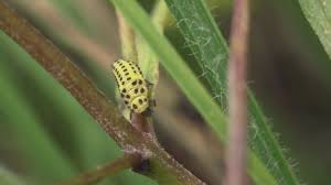 Attēlu rezultāti vaicājumam “Psyllobora vigintiduopunctata larva”