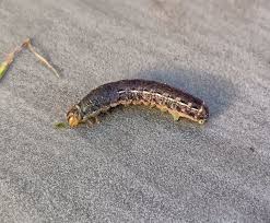 Attēlu rezultāti vaicājumam “Noctua fimbriata larva”