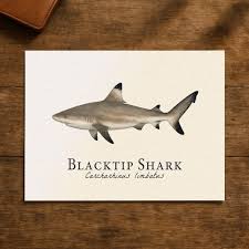 Image result for Carcharhinus limbatus