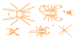 Attēlu rezultāti vaicājumam “Arachnida”