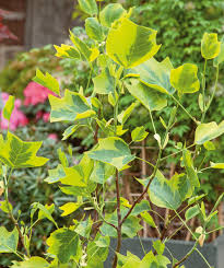 Attēlu rezultāti vaicājumam “Liriodendron tulipifera leaf”