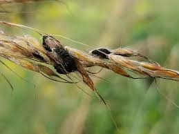 Attēlu rezultāti vaicājumam “Aulacomnium androgynum sporophyte”