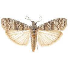 Attēlu rezultāti vaicājumam “Dioryctria abietella”