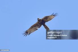 Attēlu rezultāti vaicājumam “Pernis apivorus”