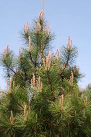 Attēlu rezultāti vaicājumam “Pinus nigra”