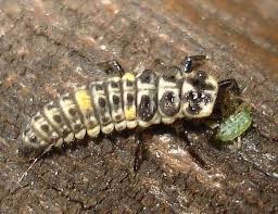 Attēlu rezultāti vaicājumam “Adalia bipunctata larva”