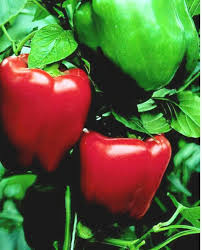 Afbeeldingsresultaat voor california wonder 300 sweet pepper
