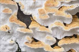 Attēlu rezultāti vaicājumam “Antrodia serialis”