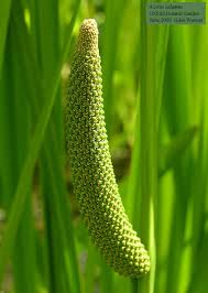 Attēlu rezultāti vaicājumam “Acoraceae”