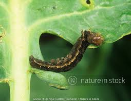 Attēlu rezultāti vaicājumam “Lacanobia oleracea”