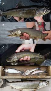 Image result for Salvelinus namaycush