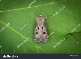 Attēlu rezultāti vaicājumam “Agrotis exclamationis”