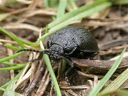 Attēlu rezultāti vaicājumam “Galeruca tanaceti”