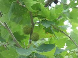 Attēlu rezultāti vaicājumam “Platanus x hispanica (syn. Platanus x acerifolia) leaf”
