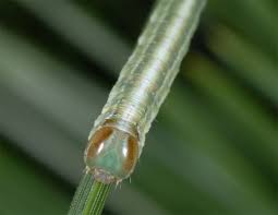 Attēlu rezultāti vaicājumam “Proutia betulina larva”