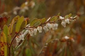 Attēlu rezultāti vaicājumam “xComagaria rosea  flower”