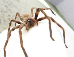 Image result for crab spider