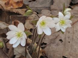 Attēlu rezultāti vaicājumam “Hepatica nobilis flower”