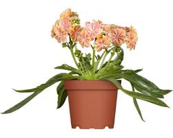 Image result for Bitterwurz