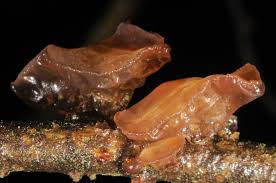 Attēlu rezultāti vaicājumam “Exidia repanda”