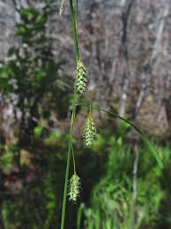Attēlu rezultāti vaicājumam “Carex globularis”