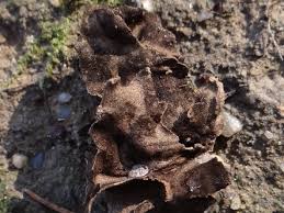 Attēlu rezultāti vaicājumam “Leptogium saturninum”