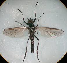 Attēlu rezultāti vaicājumam “Bibionidae”