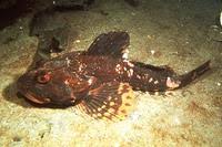Image result for Myoxocephalus octodecemspinosus