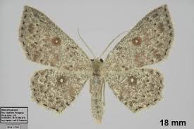 Attēlu rezultāti vaicājumam “Cyclophora pendularia”