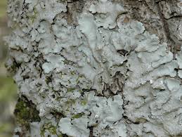 Attēlu rezultāti vaicājumam “Lobaria amplissima”