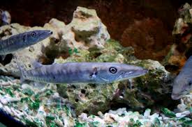 Image result for Sphyraena barracuda