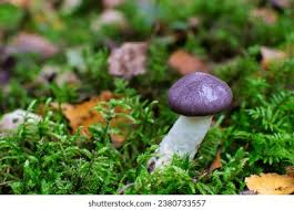 Attēlu rezultāti vaicājumam “Gomphidius glutinosus”