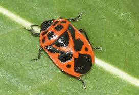 Attēlu rezultāti vaicājumam “Eurydema dominulus”